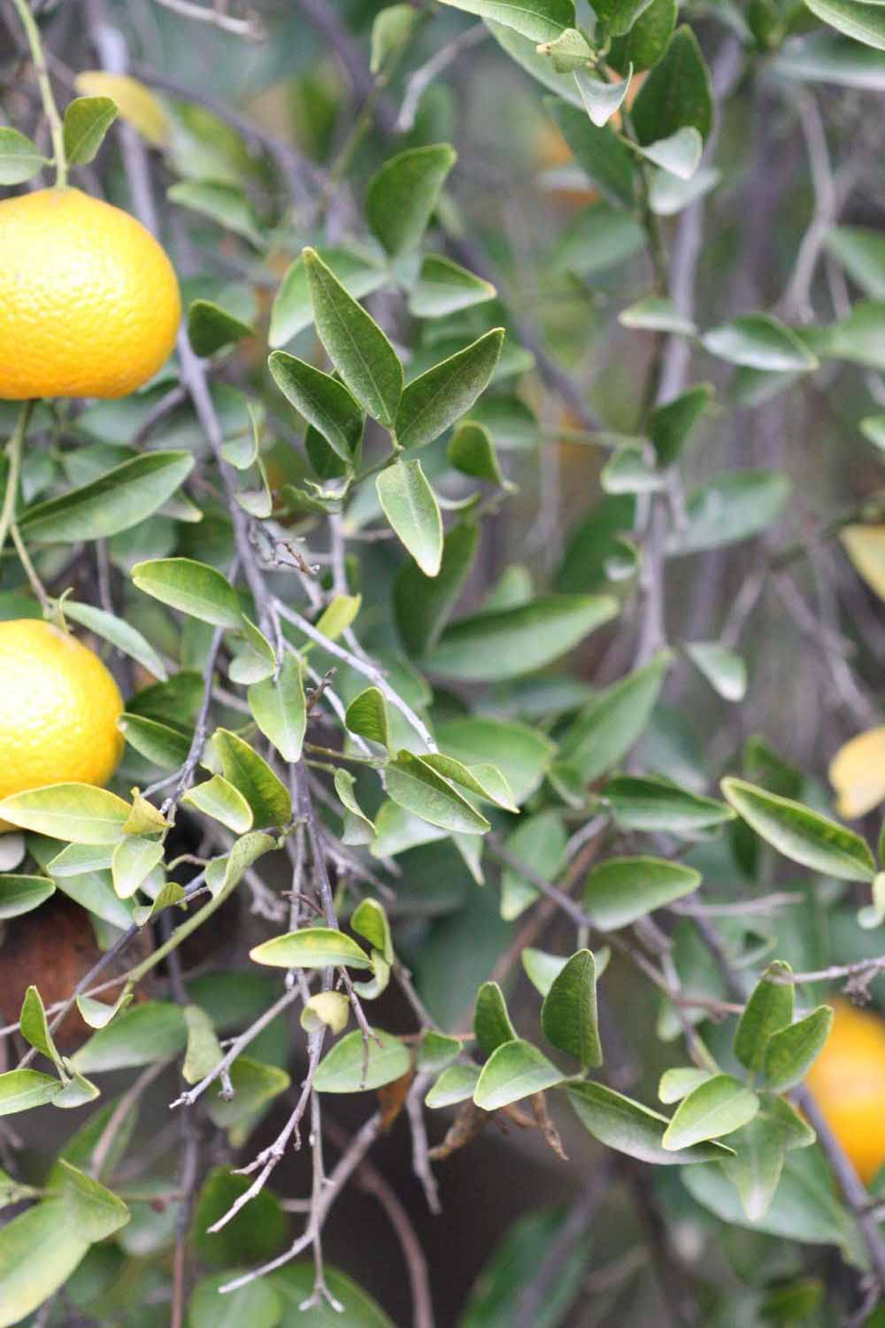            Sun leaves (Riverside, CA)   
